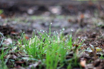 dew drops on green grass 