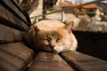 sleeping cat on a bench