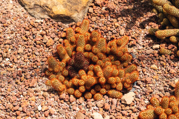 Closeup image of Ladyfinger cactus or Gold lace cactus or Mammillaria elongata in botanic garden