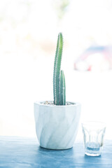 Obraz na płótnie Canvas Close-up of succulent plant on table