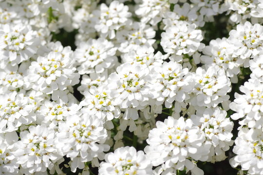 キャンディタフト Images Browse 39 Stock Photos Vectors And Video Adobe Stock