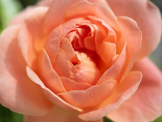close up of a rose