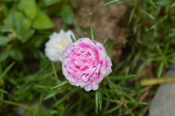 pink flower looks so beautiful