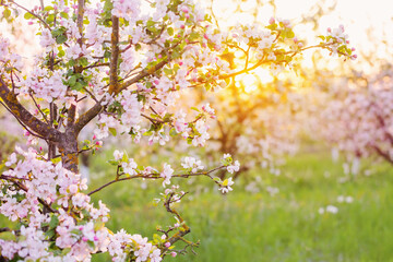 spring flowering apple orchard in sunlight