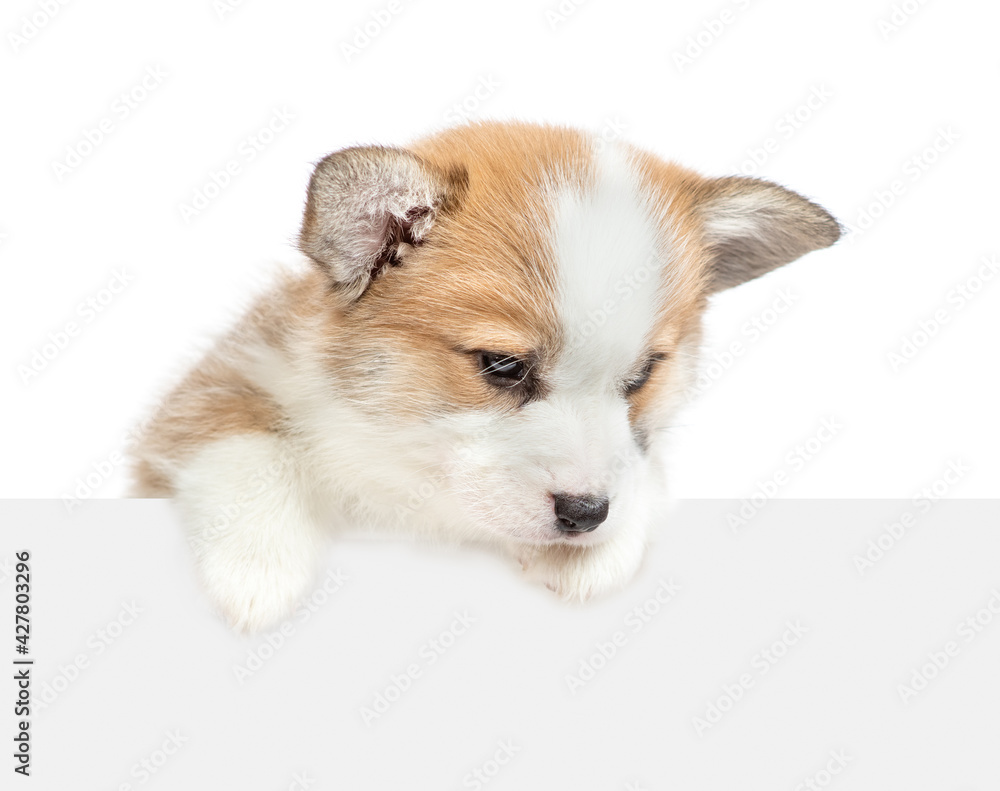 Aufkleber Pembroke Welsh Corgi puppy above empty white banner looks down on empty space. isolated on white background