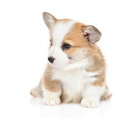 Cute Pembroke Welsh Corgi puppy sits and looks away and up. isolated on white background