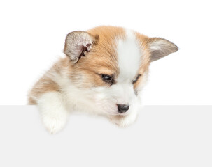Pembroke Welsh Corgi puppy above empty white banner looks down on empty space. isolated on white background