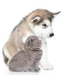 Alaskan malamute puppy and baby kitten look away and up on empty space. isolated on white background
