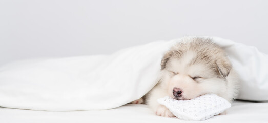 Alaskan malamute puppy sleeps under white warm blanket on a bed at home. Empty space for text