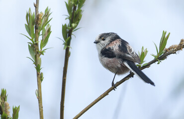 A Long-tailed Tit, Aegithalos caudatus, perched on a branch of a tree in spring.