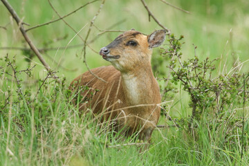 A magnificent female Muntjac Deer, Muntiacus reevesi, feeding in a field at the edge of woodland.