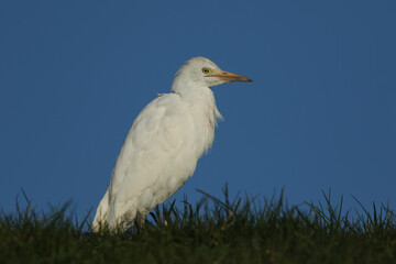 A beautiful Cattle Egret, Bubulcus ibis, hunting for food in a field in the UK. 