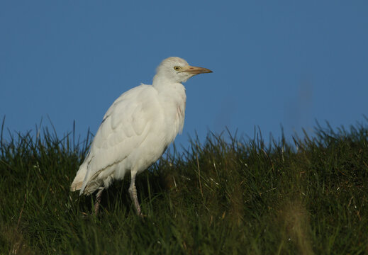 A Beautiful Cattle Egret, Bubulcus Ibis, Hunting For Food In A Field In The UK. 