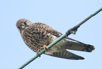 A Kestrel, Falco tinnunculus, perched on a wire.