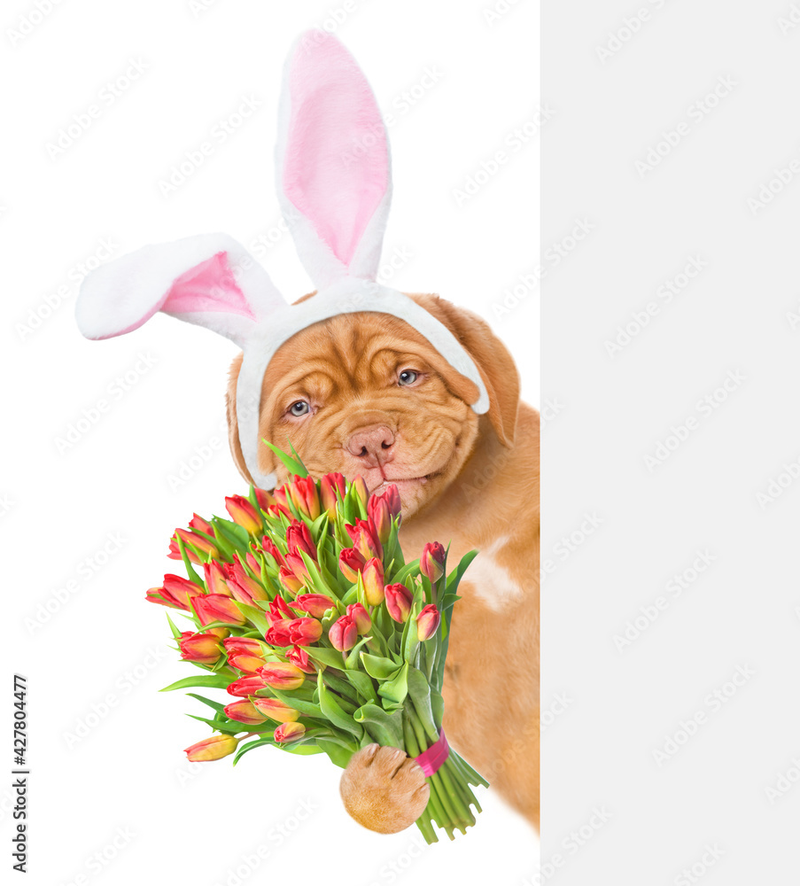 Poster smiling puppy wearing easter rabbits ears holds bouquet of tulips and looks from behind empty white 