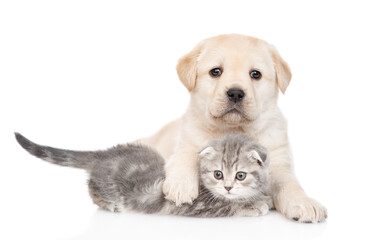 Young Golden retriever puppy hugs a tiny tabby kitten. isolated on white background
