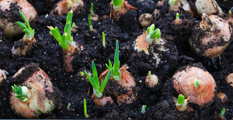green onion feathers from planted bulbs