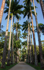 palm trees in the park