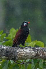 Montezuma Oropendola, Psarocolius montezuma, portrait of exotic bird from Costa Rica, brown with black head and orange bill, clear green background. Wildlife scene from nature
