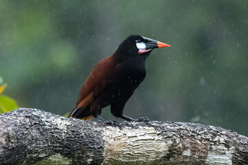 Montezuma Oropendola, Psarocolius montezuma, portrait of exotic bird from Costa Rica, brown with black head and orange bill, clear green background. Wildlife scene from nature