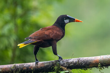 Montezuma Oropendola, Psarocolius montezuma, portrait of exotic bird from Costa Rica, brown with black head and orange bill, clear green background. Wildlife scene from nature