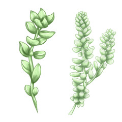 Light green suculents illustration, lovely succulents design elements