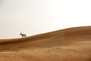 sand dune in the desert