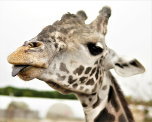 Closeup shot of a cute giraffe with its tongue out in a zoo