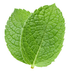 Obraz premium Two mint leaf on white background