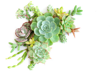 Mix Succulent plants top corner frame arrangement top view on white background
