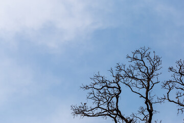 Close-up Treetops without leaves, dead trees, sky background, thin white clouds, leave some space for text.