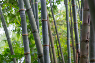 Bamboo forest close up green background nature big bamboo All-Purpose Bamboo in Thailand
