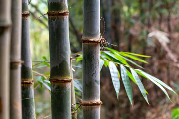 Fototapeta na wymiar Bamboo forest close up green background nature big bamboo All-Purpose Bamboo in Thailand
