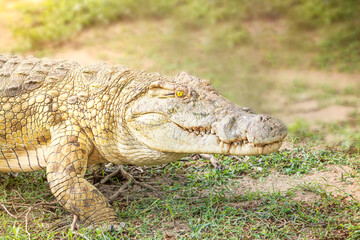 Obraz premium Portrait of south african crocodile reptile predator with sharp teeth and bright yellow eye walking at a sunny day in savanna of selous game reserve looking straight at the camera. Horizontal image