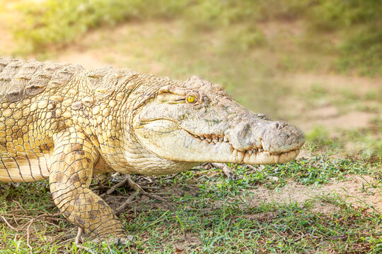 Portrait of south african crocodile reptile predator with sharp teeth and bright yellow eye walking at a sunny day in savanna of selous game reserve looking straight at the camera. Horizontal image