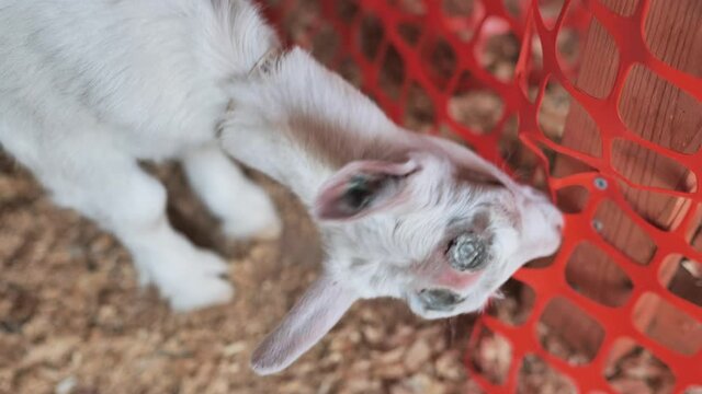 Baby goat with disbudding marks on head chews on plastic fencing. Top down shot.