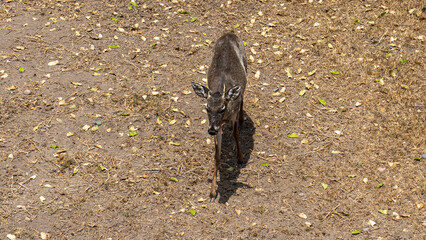 Felino mediano con manchas negras