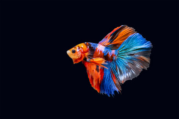 Colourful Betta fish,Siamese fighting fish in movement isolated on black background. Capture the moving moment of colourful siamese fighting fish isolated on black background,