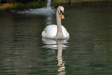 A graceful white swan swimming on a lake with dark green water. The white swan is reflected in the water
