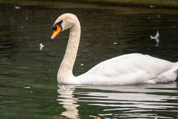 Fototapeta premium A graceful white swan swimming on a lake with dark green water. The white swan is reflected in the water