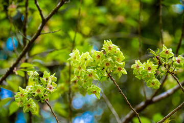 霊山の八重桜
