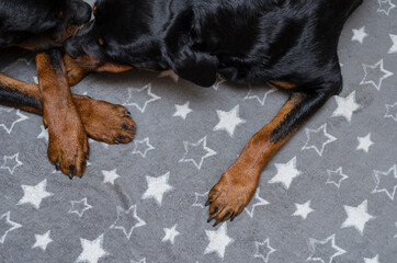 The paws of two dogs on a gray cloth with white stars.