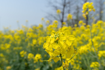 Outdoor rape flower field in spring countryside