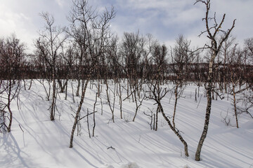 Tornestrask, Sweden A snowy and Arctic landscape over the Tornetrask lake in springtime and birch trees.