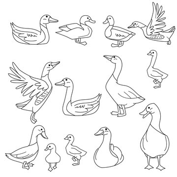 Black and white gooses, ducks and other birds. Illustration can be used for coloring book and pictures for children.