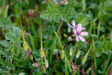 Erodium cicutarium. Plant with flower, leaves and fruits of common stork's-bill, clocks, needles.