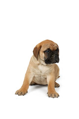 Obraz premium Puppy bullmastiff isolated on white 