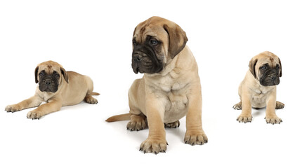 Obraz premium group of puppies isolated