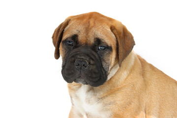 Obraz premium puppy mastiff isolated on white 