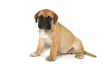 Obraz premium Puppy bullmastiff isolated on white 